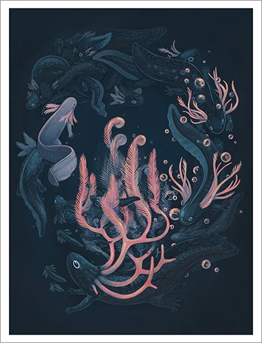 Faunwood - Life Cycle of the Shroud Salamander Print (Ltd Edtn) - Image 2