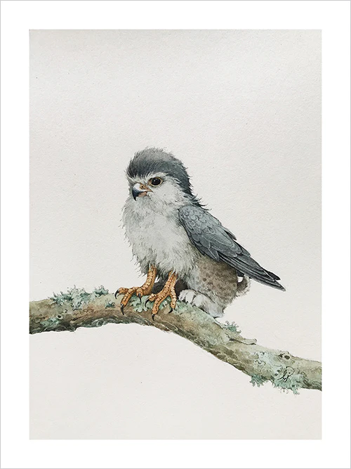 Lily Seika Jones - Griffin Print - Image 2