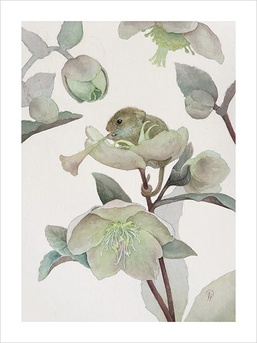 Lily Seika Jones - Hellebore Print - Image 2