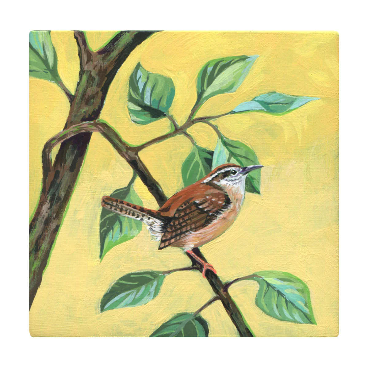 ipaintbirbs - Carolina Wren
