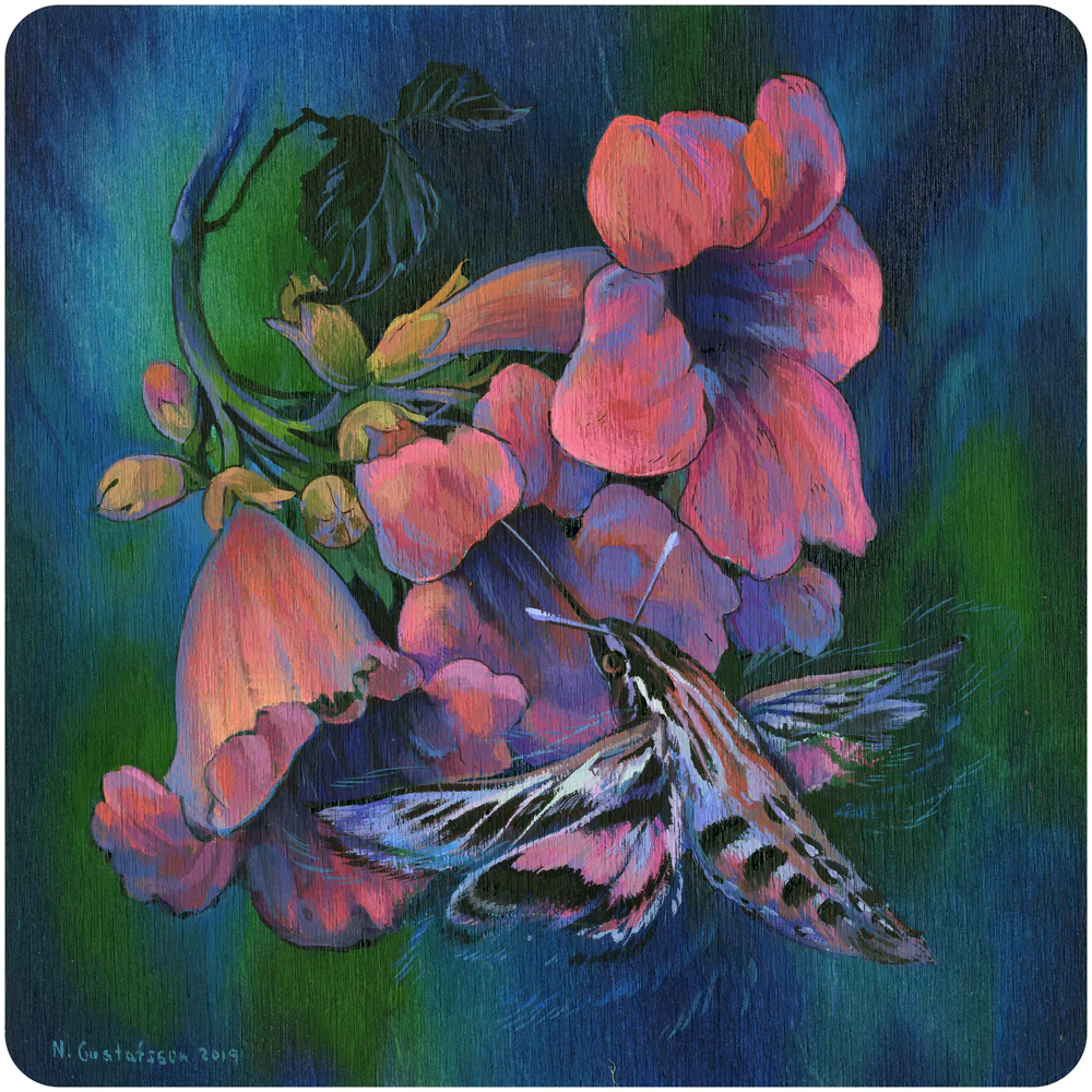 Nicole Gustafsson - White-lined Sphinx