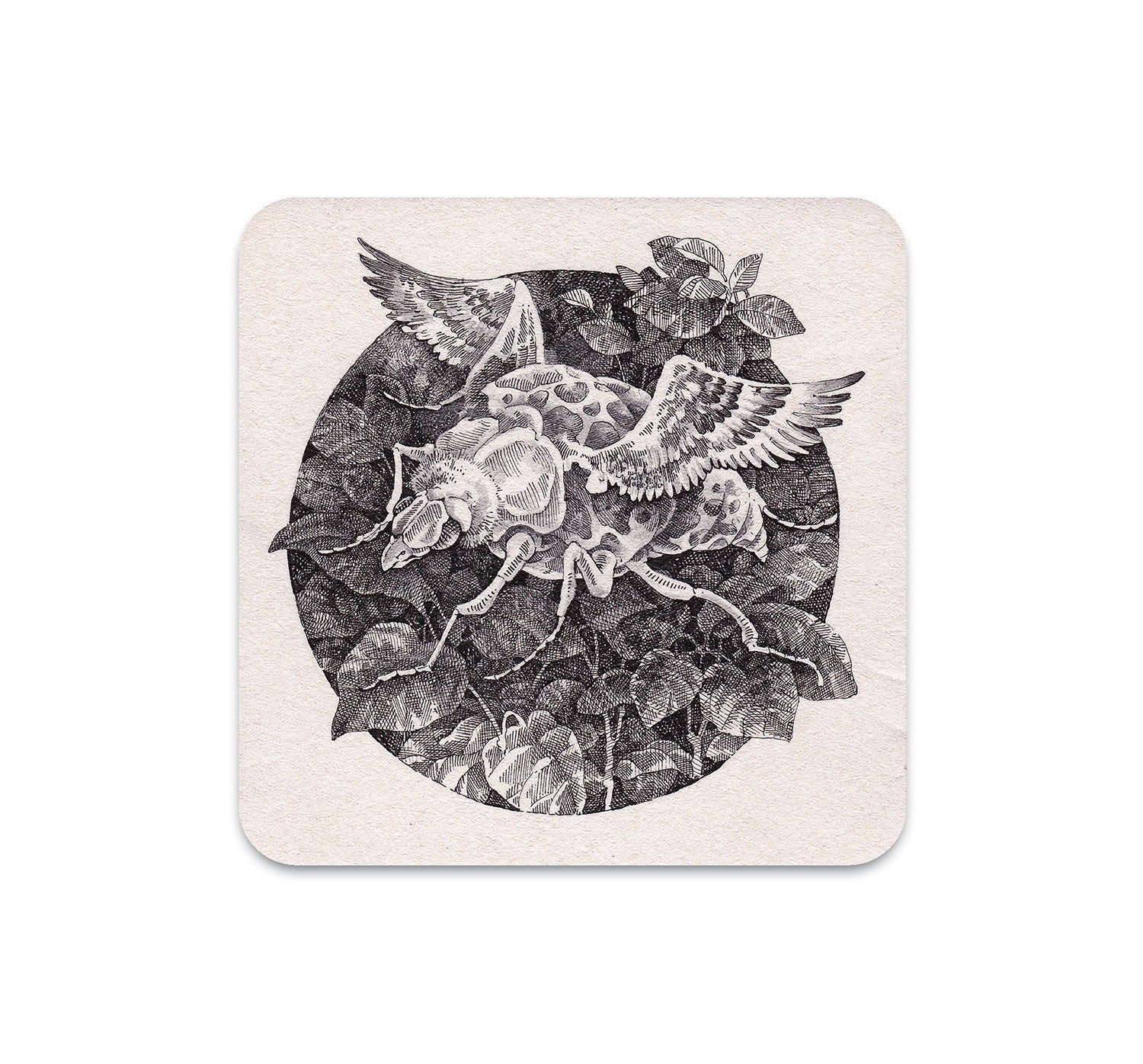 S4 Song Kang - 1 Coaster